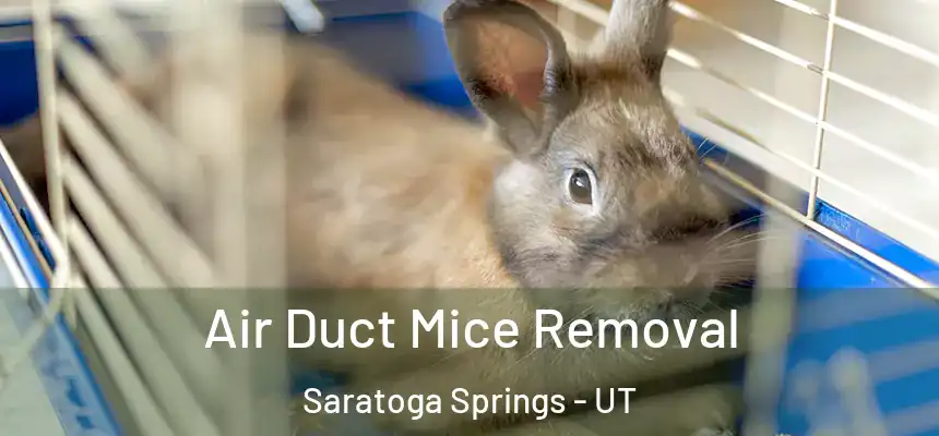  Air Duct Mice Removal Saratoga Springs - UT